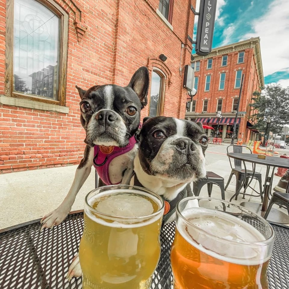 Two Boston terriers pose beside two beers on an outdoor patio beneath a Grizzly Peak sign.