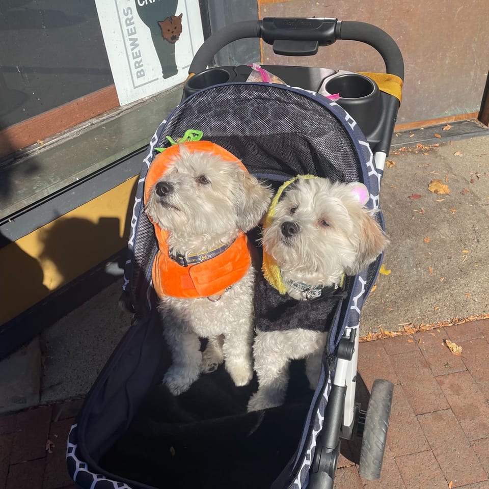 Two small white dogs sit together in a pet stroller outside a restaurant, wearing colorful outfits.