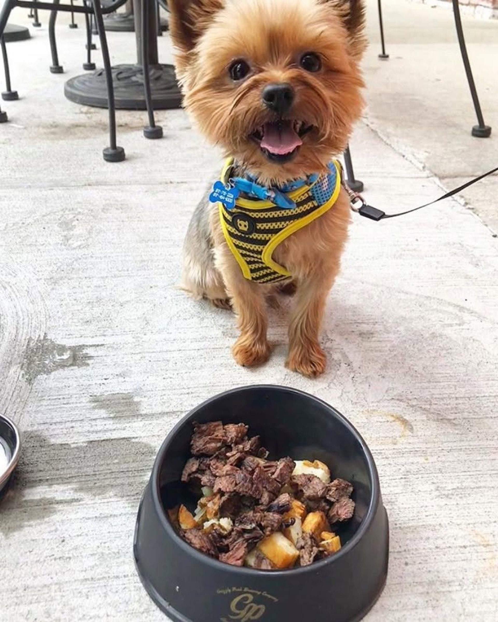 Good for your dog, good for others