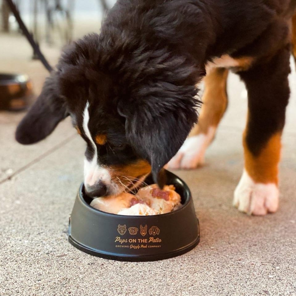 Bernese mountain dog eating from a branded bowl on a patio, with a person’s bare feet visible in the background.